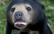 Transfer window open for sun bears