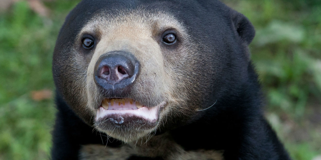 Transfer window open for sun bears