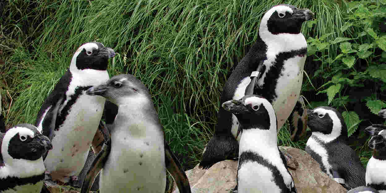 Penguins: care and transport