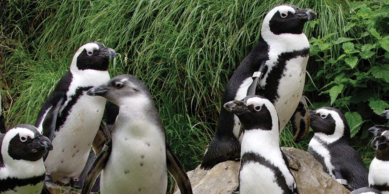 Penguins: care and transport