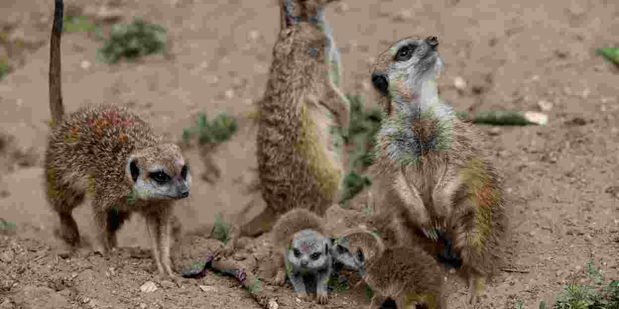 Five meerkats born!