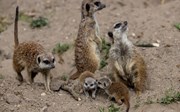Five meerkats born!