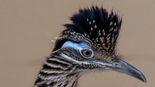 Europe’s finicky roadrunners are speed dating in Arnhem