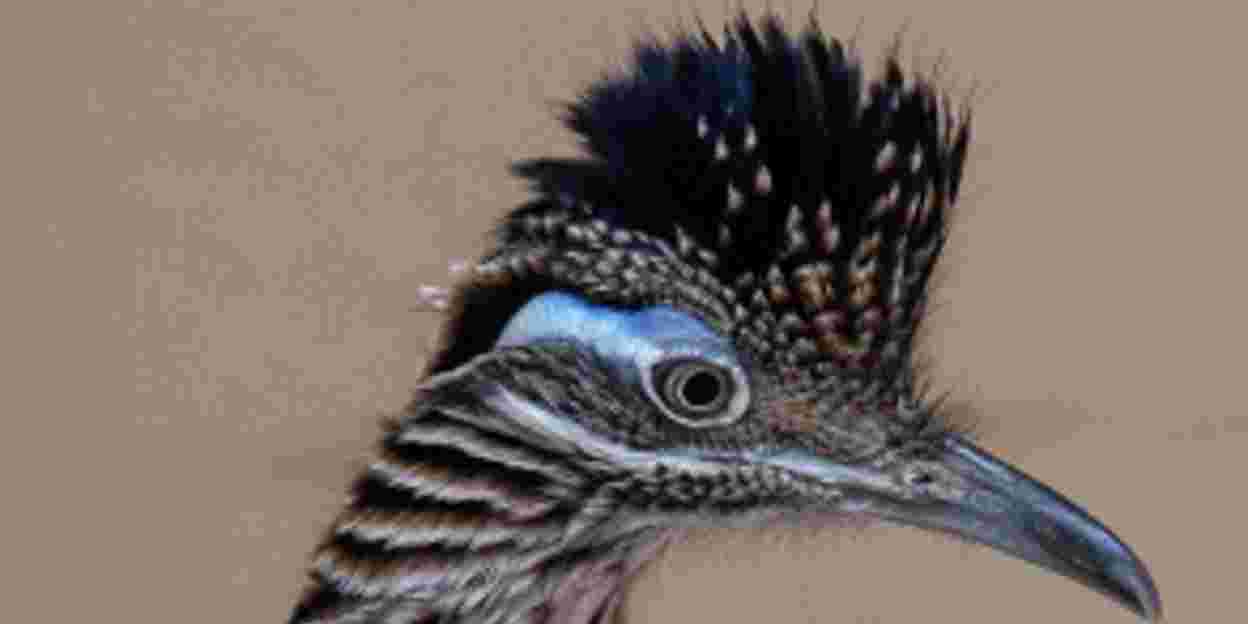 Europe’s finicky roadrunners are speed dating in Arnhem