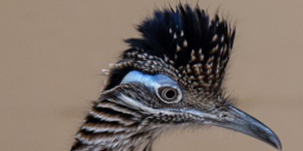 Europe’s finicky roadrunners are speed dating in Arnhem