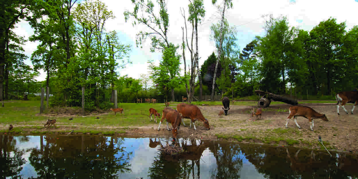 Cohabitation at Burgers’ Zoo