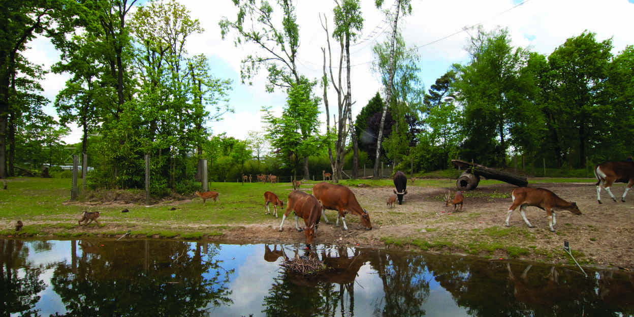 Cohabitation at Burgers’ Zoo