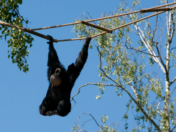 The tropical rainforest of Malaysia!