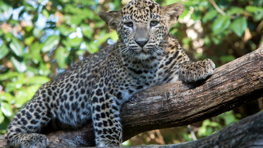Magnet boxes in the leopard enclosure