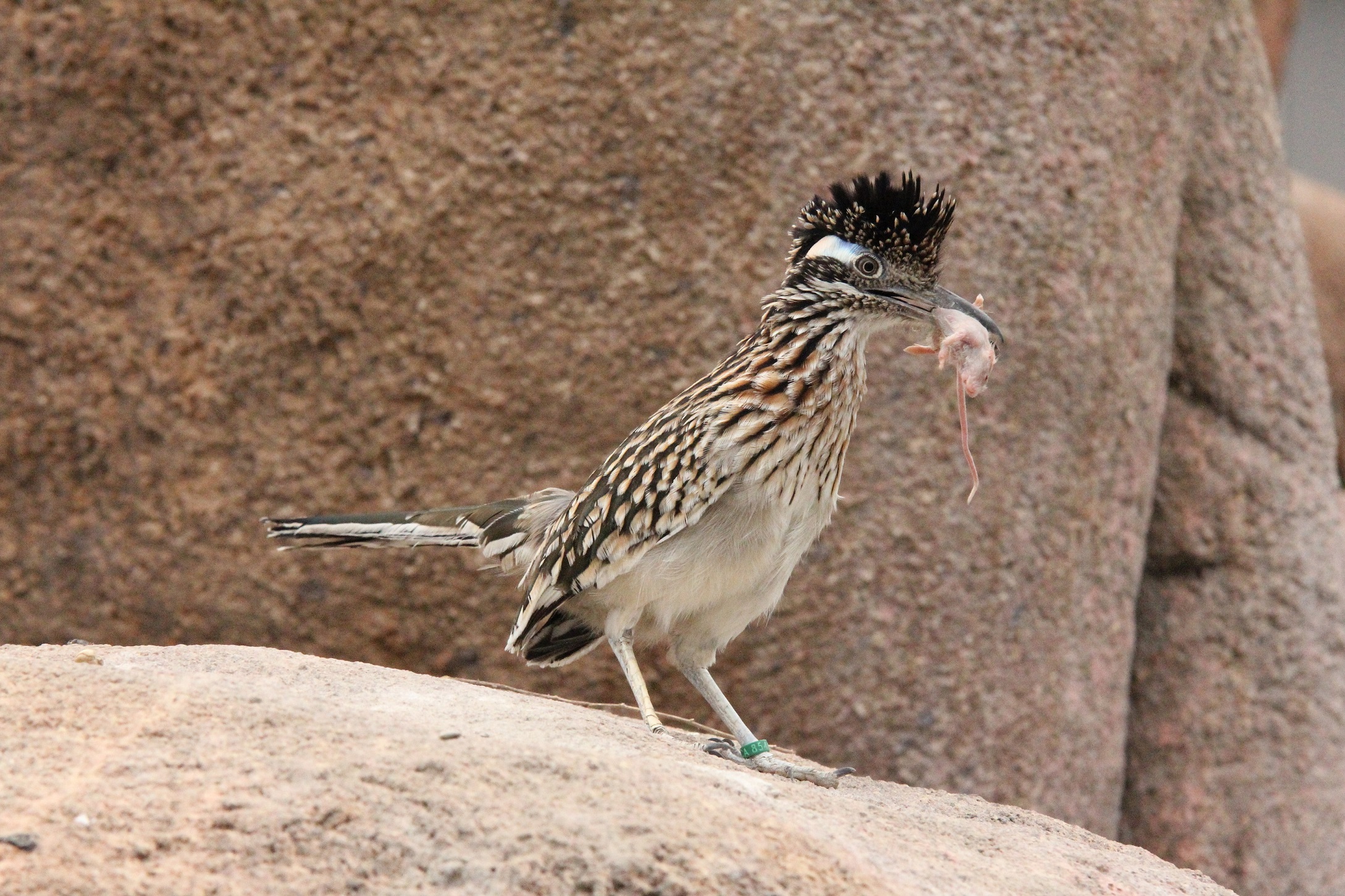 WEBER WORKSHOPS Road Runner BIRDアウトドア用 Hand-rearing road runners