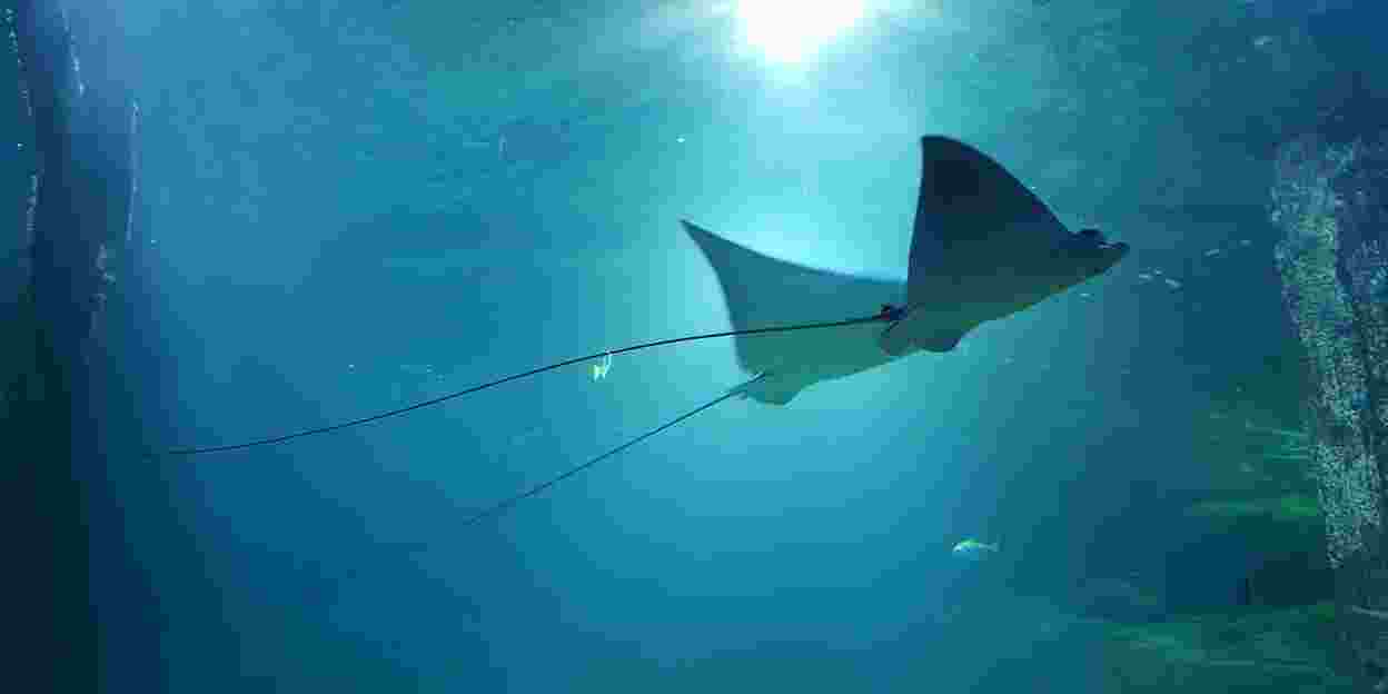 The largest breeder of spotted eagle rays