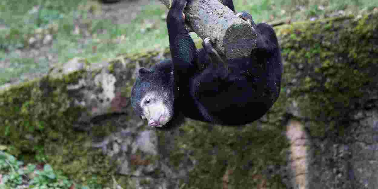 Behavioural enrichment for inquisitive sun bears