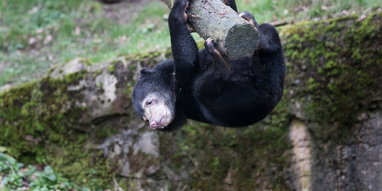 Behavioural enrichment for inquisitive sun bears