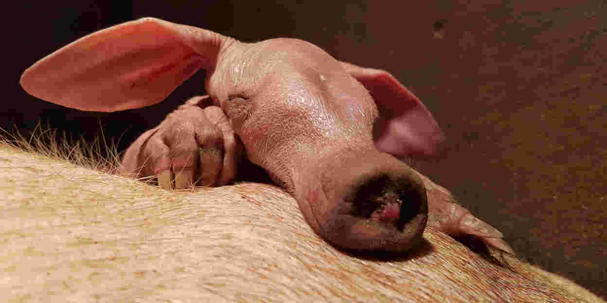 Europe's most successful aardvark breeder reaches extraordinary milestone!