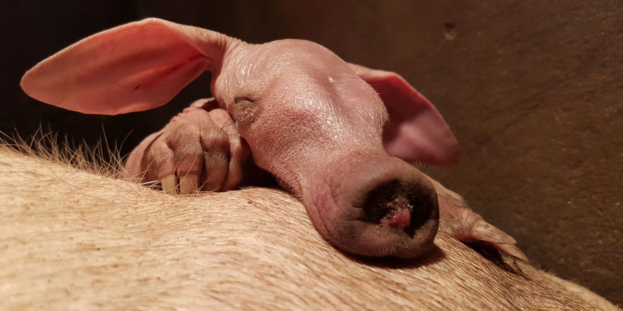 Europe's most successful aardvark breeder reaches extraordinary milestone!