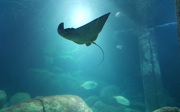 The largest breeder of spotted eagle rays
