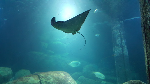 The largest breeder of spotted eagle rays