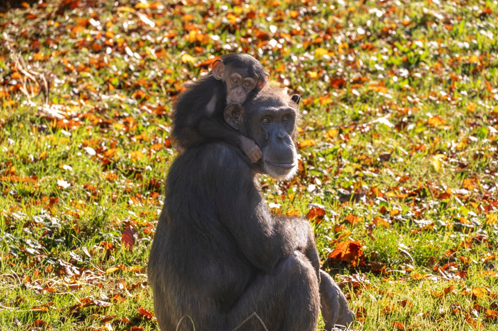 Welcome to Burgers' Zoo!