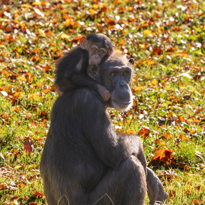 Welcome to Burgers' Zoo!