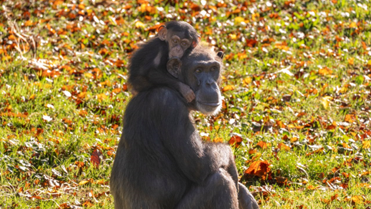 Chimpanzees at Burgers' Zoo ate no bananas