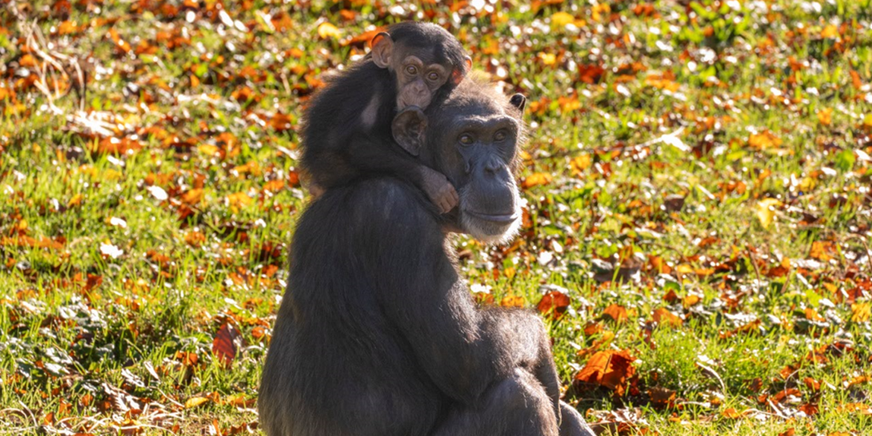 Chimpanzees at Burgers' Zoo ate no bananas