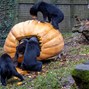 Sun bears surprised by giant pumpkin