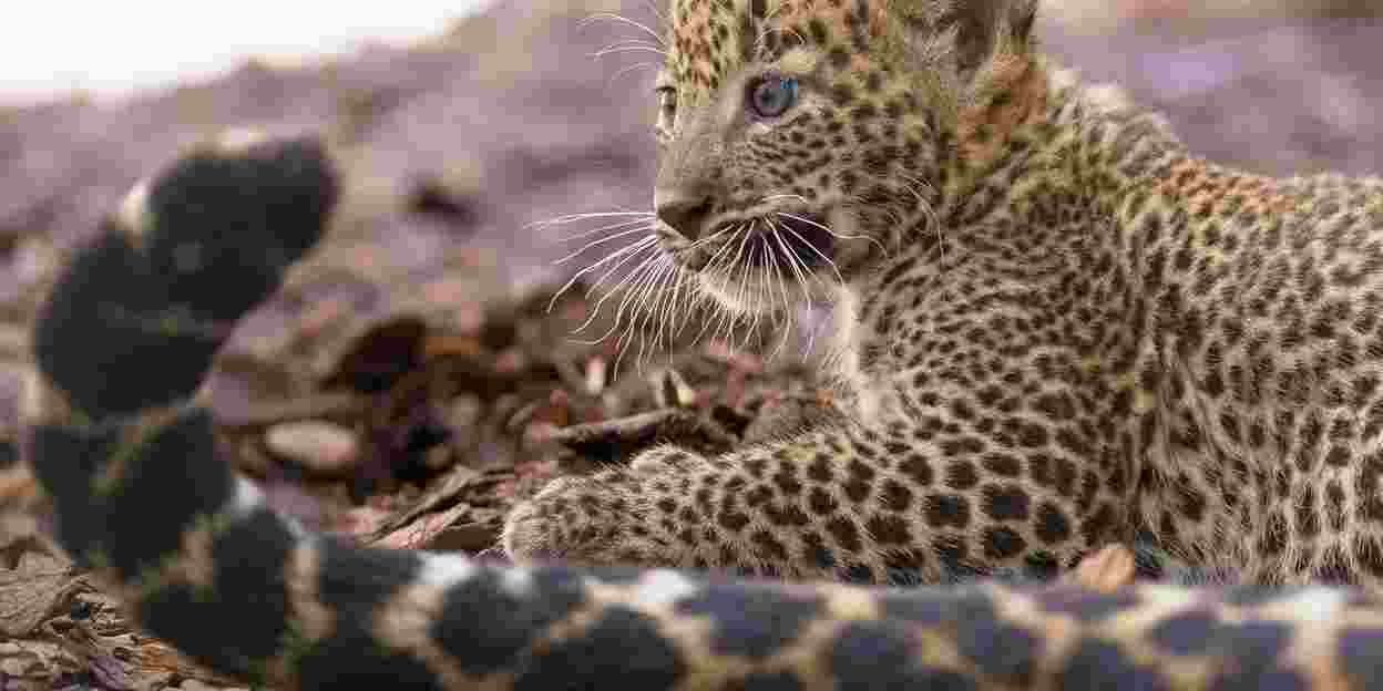 Footage of birth Sri Lankan leopard