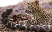 Footage of birth Sri Lankan leopard