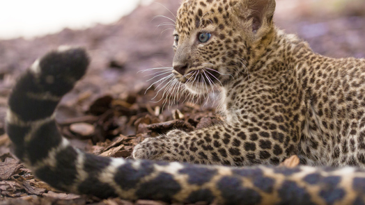 Footage of birth Sri Lankan leopard