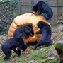 Sun bears surprised by giant pumpkin