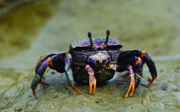 Breeding fiddler crabs is the work of pioneers