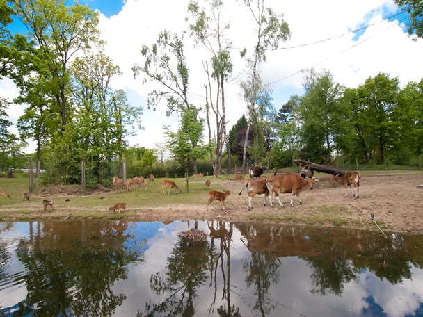 Mixed animal enclosures in the zoo