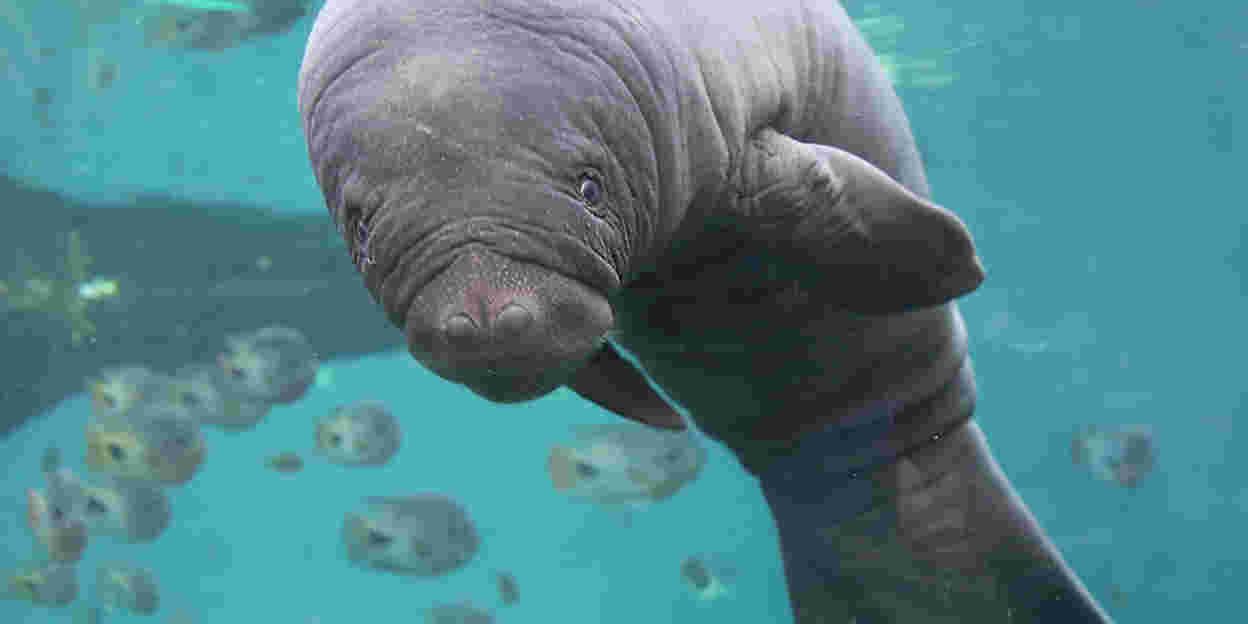 Burgers' Zoo welcomes baby manatee