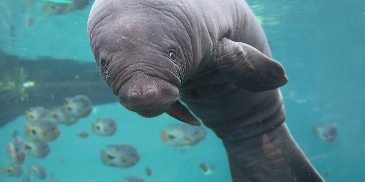 Burgers' Zoo welcomes baby manatee