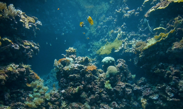 Burgers' Ocean