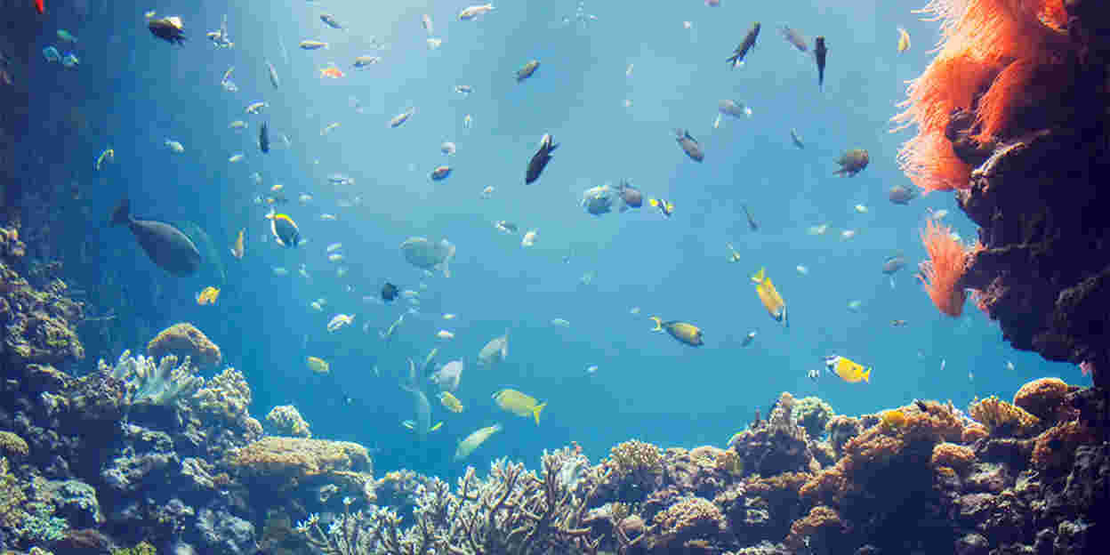 The tropical coral reef of the Ocean