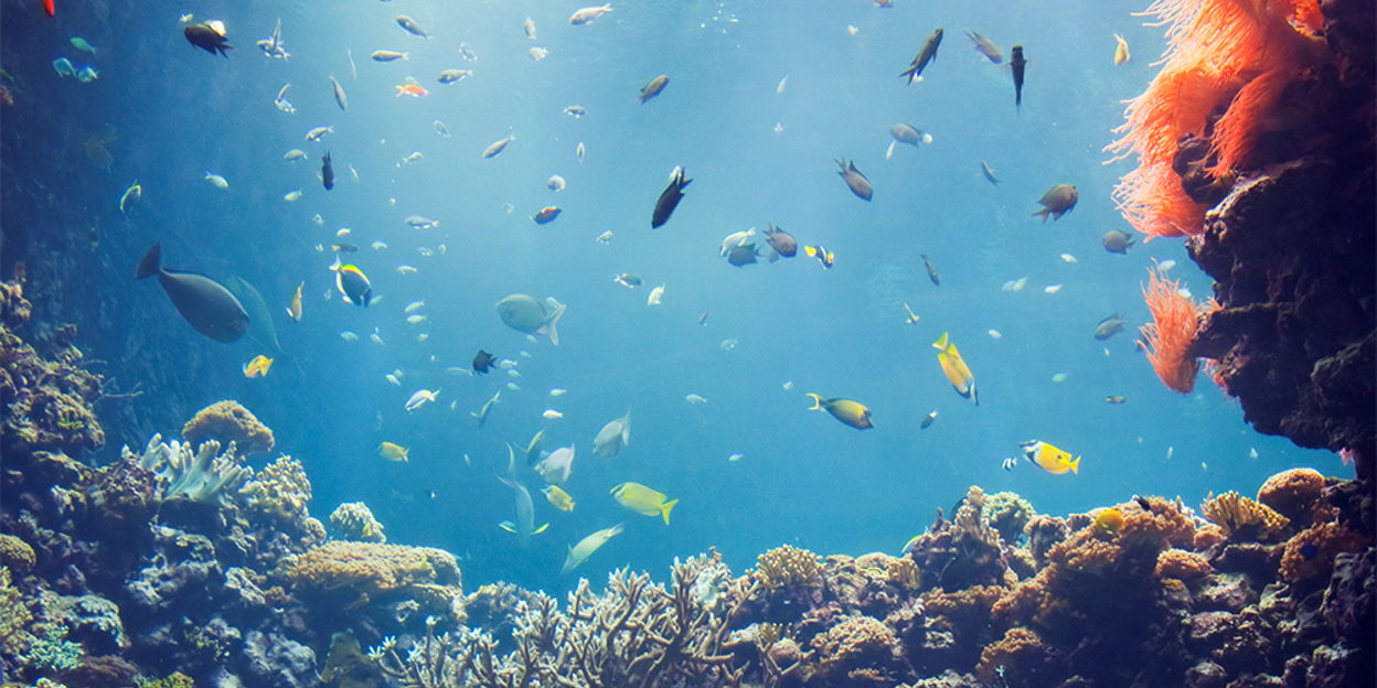 The tropical coral reef of the Ocean