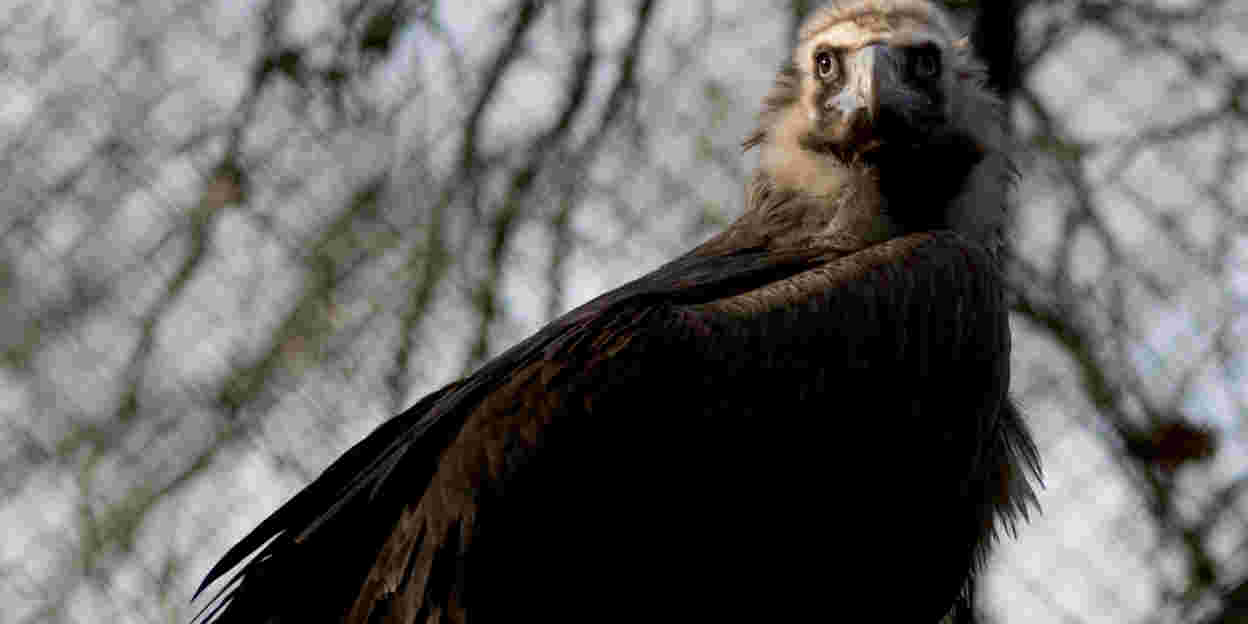 Arnhem vultures take to the skies above France and Bulgaria
