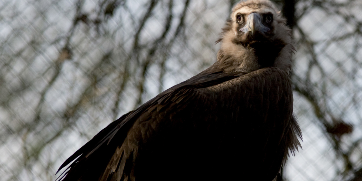 Arnhem vultures take to the skies above France and Bulgaria