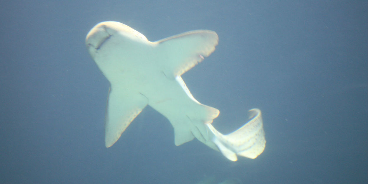 Asking a shark what he wants to eat