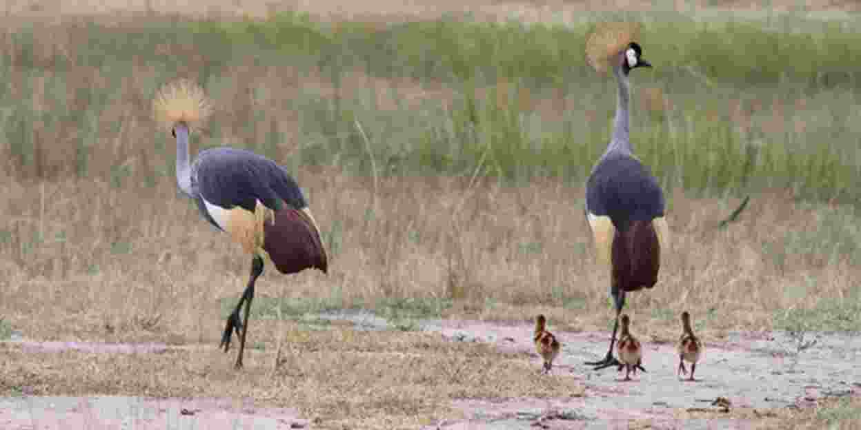 Recent Census Reveals: Grey Crowned Cranes in Rwanda are Flourishing!