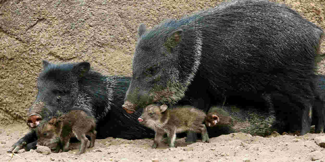 A versatile 'little pig'