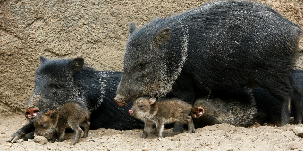 A versatile 'little pig'