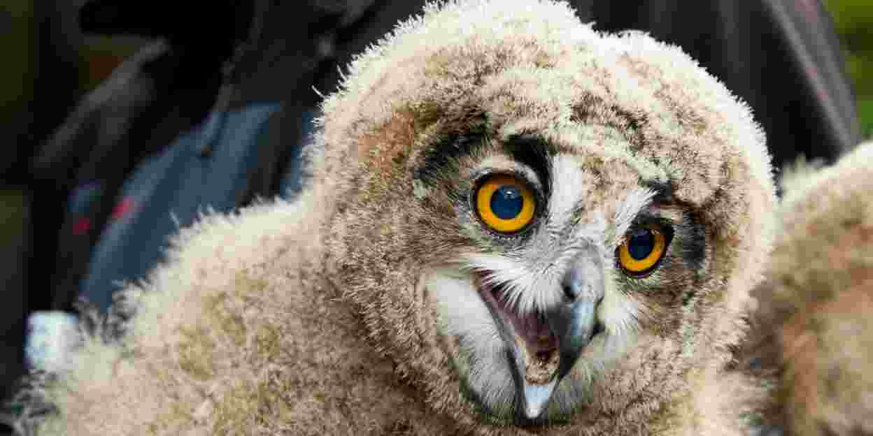 Wild eagle-owls repeat breeding success at Burgers' Zoo