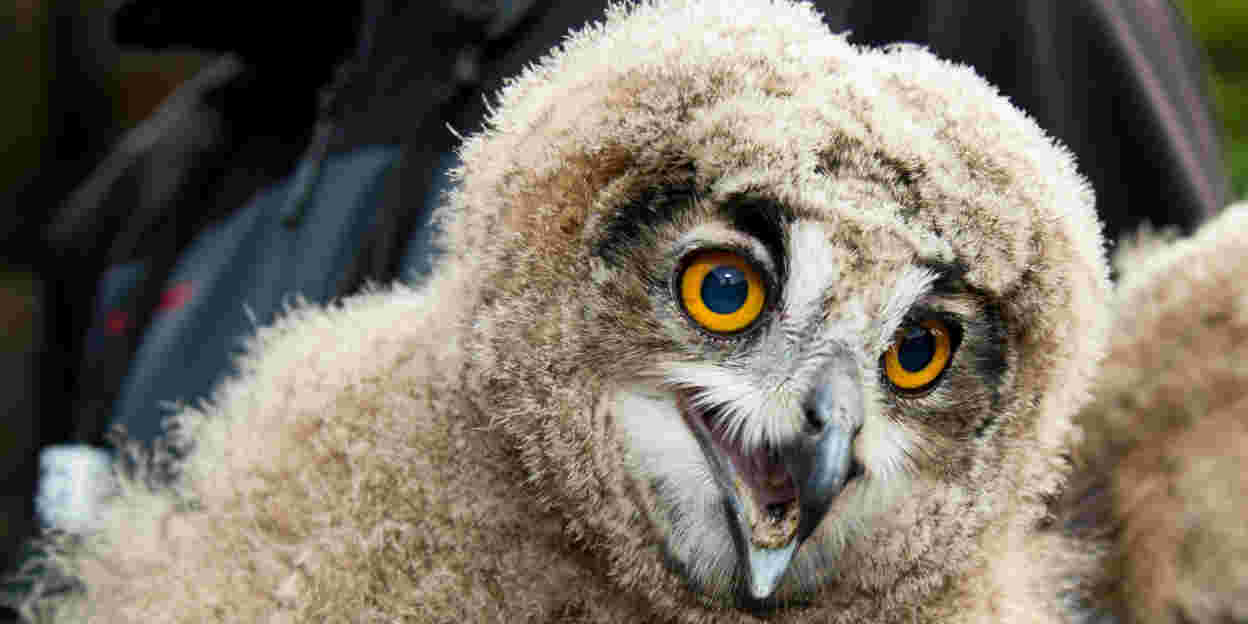 Wild eagle-owls repeat breeding success at Burgers' Zoo