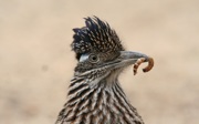 Hand-rearing road runners