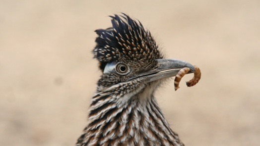 Hand-rearing road runners