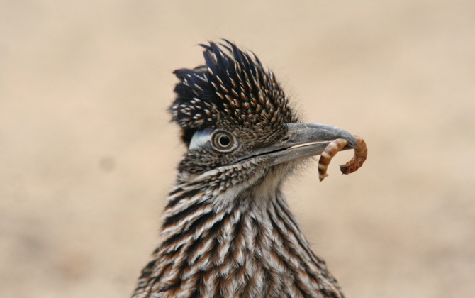 Hand-rearing road runners
