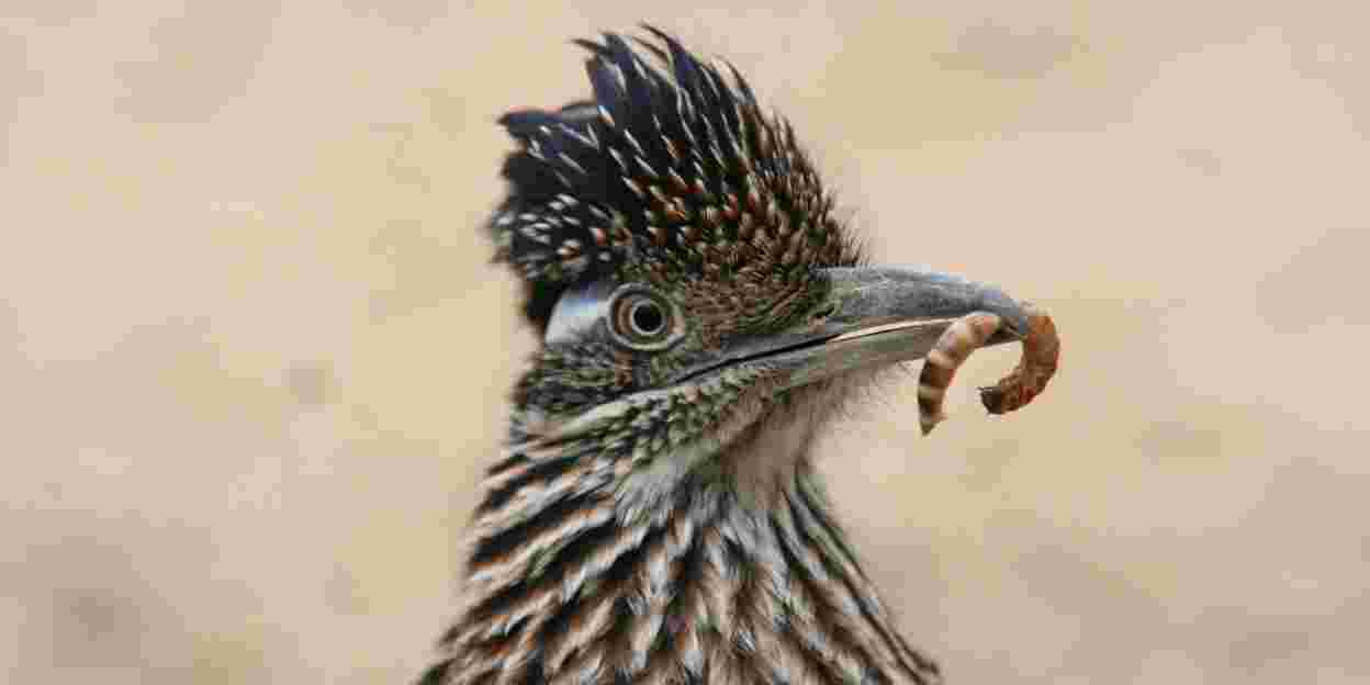 Hand-rearing road runners
