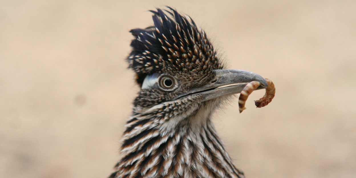 Hand-rearing road runners